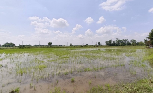 ขายที่ดิน ที่นา พิษณุโลก อำเภอวังทอง 19 ไร่ สวยมาก วิวนาสวย อากาศดี เงียบสงบ โทร 063-2825635