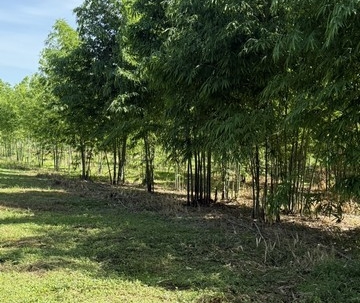 ขายที่ดินทำเลดี ที่ดินสวนไผ่ซางหม่นอายุ 5 ปี พร้อมที่พัก เจ้าของขายเอง สุพรรณบุรี