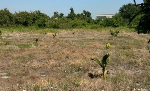 ขายที่ดิน บางนา กม.25 (พื้นที่สีแดง) เนื้อที่ 4 ไร่ 3 ตรว. ติดถนนบางนา-ตราด ฝั่งขาออก โทร 090-6360022