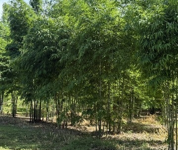 ขายที่ดินทำเลดี ที่ดินสวนไผ่ซางหม่นอายุ 5 ปี พร้อมที่พัก เจ้าของขายเอง สุพรรณบุรี