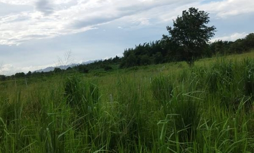 ขายที่ดิน ลดราคา 2 ไร่ สวย ที่ไทรโยค กาญจนบุรี เหมาะกับคนรักความสงบ พักผ่อน ทำสวน โทรคุยเลย 0810117012