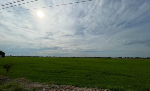 ขายทำเลดีและพื้นที่ที่ดินสวยมาก  ต.บางพระขาว อ.บางบาล จ.พระนครศรีอยุธยา