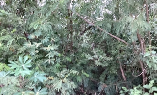ขายที่ดิน คลองสาม 1 ไร่ คลองหลวง จ.ปทุมธานี