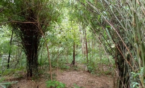 ขายด่วน! ที่ดินเปล่า ทำเลดี ใกล้เมืองนครสวรรค์ เนื้อที่ 160 ตร.ว. โทร 092-6869618