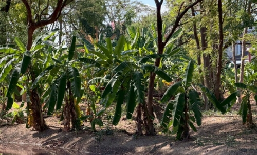 ขายที่ดินพหลโยธิน 35 แยก 19 ซอยสังข์ทอง 9 (พื้นที่สีส้ม) เนื้อที่ 6‑0‑69 ไร่ ใกล้เมเจอร์รัชโยธิน โทร 090-6360022