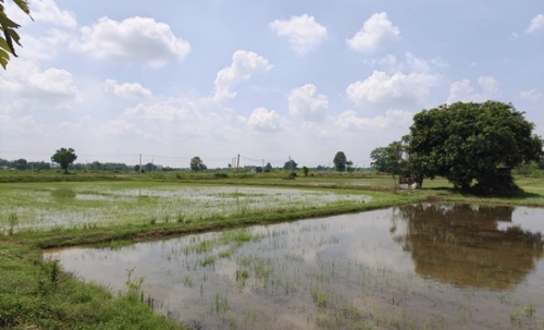 ขายที่ดิน ที่นา พิษณุโลก อำเภอวังทอง 19 ไร่ สวยมาก วิวนาสวย อากาศดี เงียบสงบ โทร 063-2825635