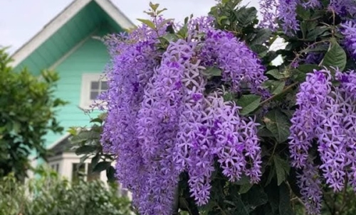ขายบ้านสวน ไทรน้อย นนทบุรี (2.2 ลบ ลดจาก 2.65 ลบ) พร้อมไม้ดอกผลไม้ มีวิวทุ่งนา ใกล้วัดมะสง ไม่ไกลจากกรุงเทพฯ โทร 0852619111