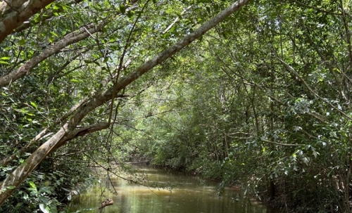 ขายโรงงาน และ สวนป่าเบญพรรณ อายุ 25 ปี อ.เขาชะเมา จ.ระยอง ราคาพิเศษ โทร 095-2601140